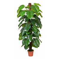 Money Plant (Aureus) 185cm