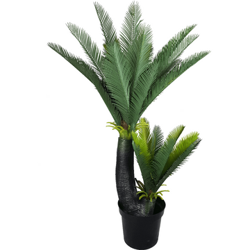 Multi Trunk Sago Cycad 130cm