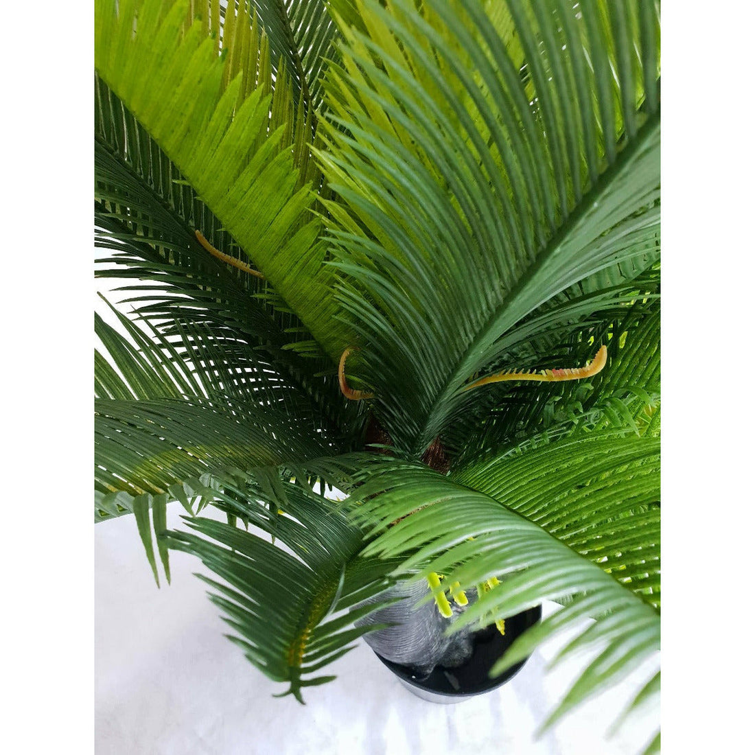 Multi Trunk Sago Cycad 130cm